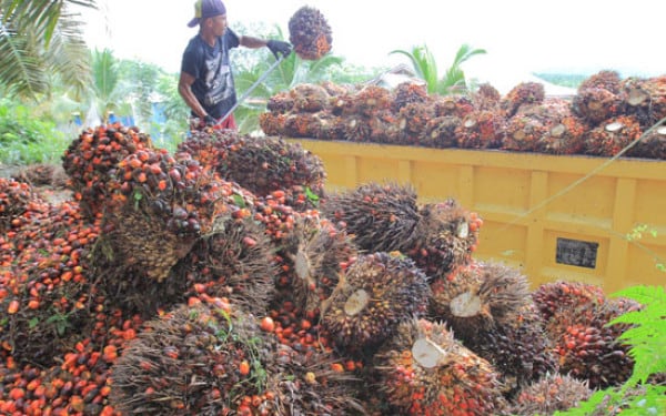 Pasca PMK Nomor 191/2020, Industri Kelapa Sawit Makin Kuat