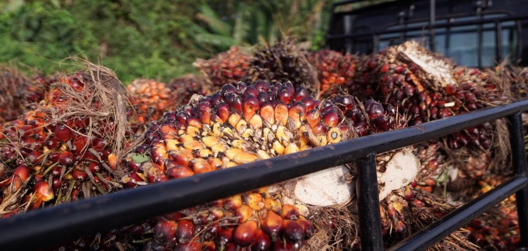 RISIKO DI BALIK HARGA SAWIT