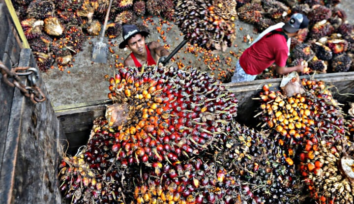 Petani Sawit Berkontribusi Besar terhadap Bauran Energi Terbarukan