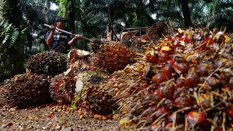 Produksi CPO Kalbar 6 Juta Ton