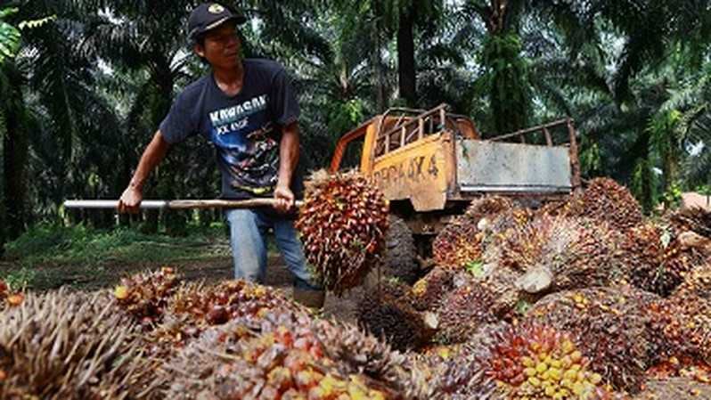 GIMNI: Kualitas Sawit Indonesia Masih Terbaik di Dunia
