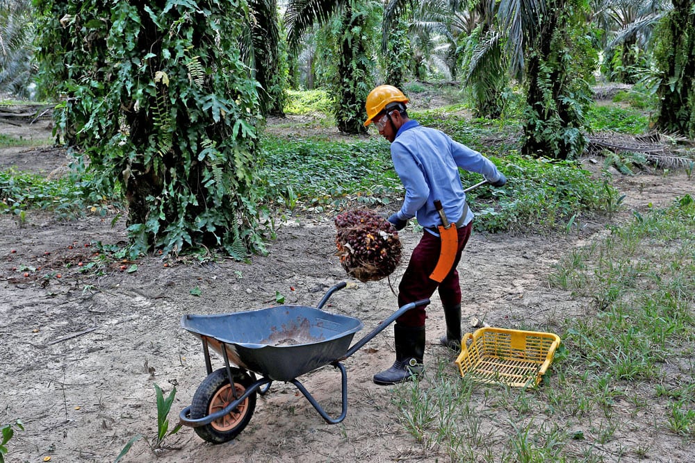 Palm oil prices may hit nine-year high in turbulent 2021