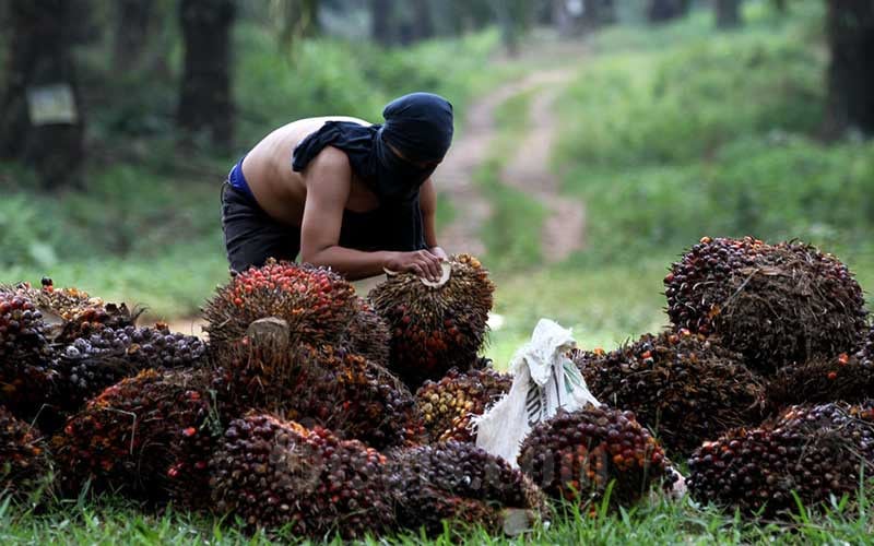 Produksi CPO Malaysia Terganggu, Ekspor RI Bisa Terus Melaju