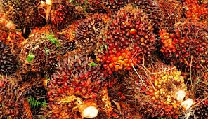 PPKS: Produksi Minyak Sawit Tahun ini 53 Juta Ton