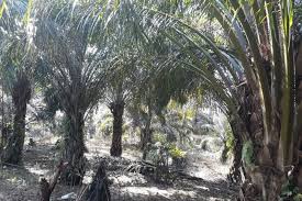 Mukomuko Terima Rekomendasi Kementan Program Replanting Sawit