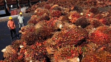 PERTARUHAN TAJI HARGA CPO