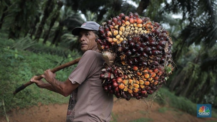 Hore! Harga CPO Tembus Rekor Terus Dekati RM 3.900