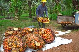 Palm oil prices may hit nine-year high