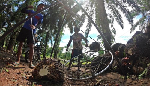 Peluang untuk Jutaan Orang Bekerja dan Berusaha dari Perkebunan Sawit