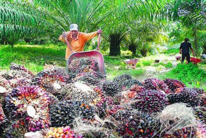 PTPN Holding Kembali Prioritaskan Sawit dan Tebu Tahun Ini