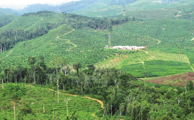 Pelaku Usul Bentuk “Rumah Sawit”, Untuk Urai Kendala
