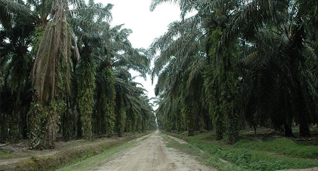 Industri Hilir Sawit Butuh Penguatan Infrastruktur
