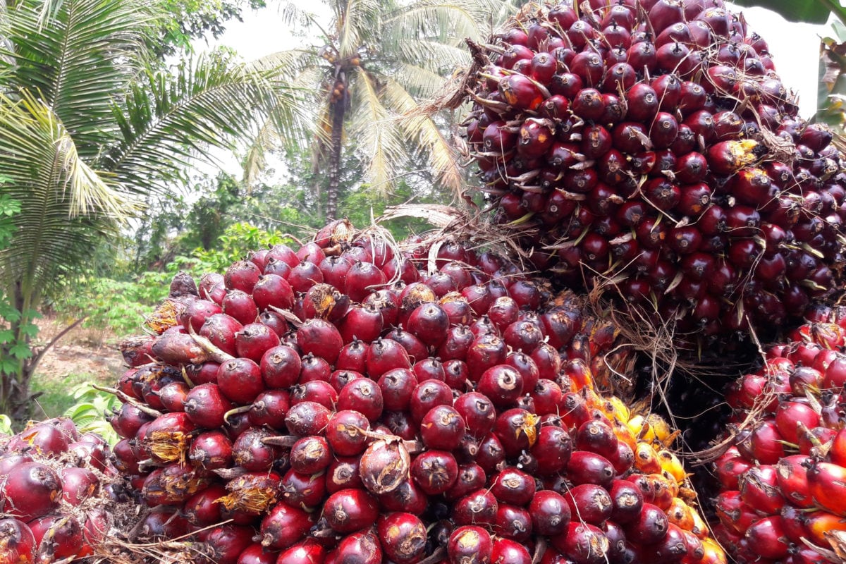 Ini Keuntungan Kalau Minyak Jelantah jadi Biodiesel