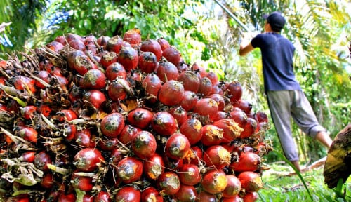 Harga CPO Awal Tahun Ini Meningkat