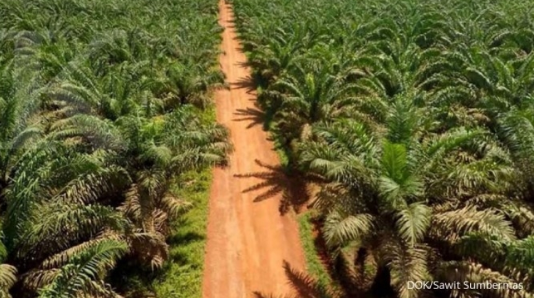 Peremajaan Sawit 76,32% dari Target