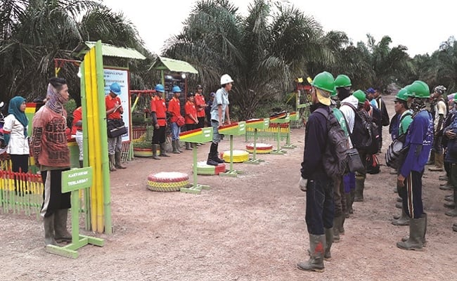 10 Pola Manajemen di Perkebunan Kelapa Sawit
