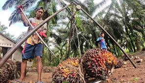 Inovasi Bensin Sawit sebagai Sejarah Baru Indonesia