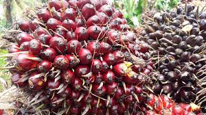 Industri Kelapa Sawit Bangkitkan Ekonomi