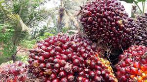 Industri kelapa sawit Bangkitkan Ekonomi