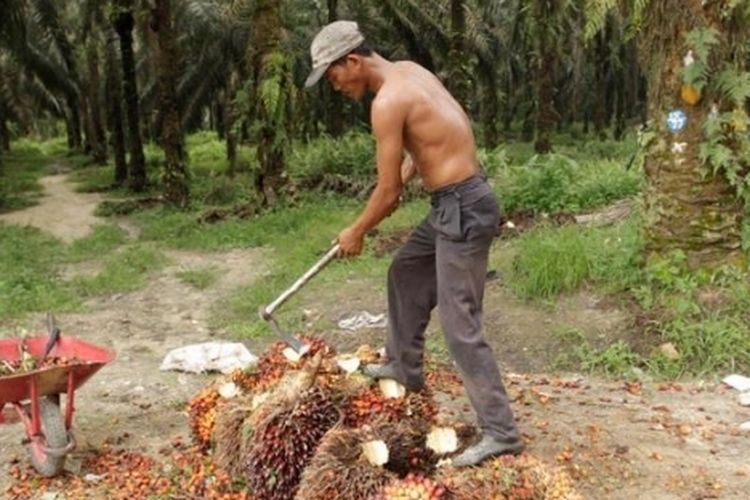Pelepah dan Lidi Sawit Berpotensi Jadi Industri Baru di Riau