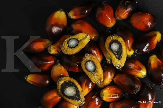 Harga CPO tembus rekor RM 4.125 per ton