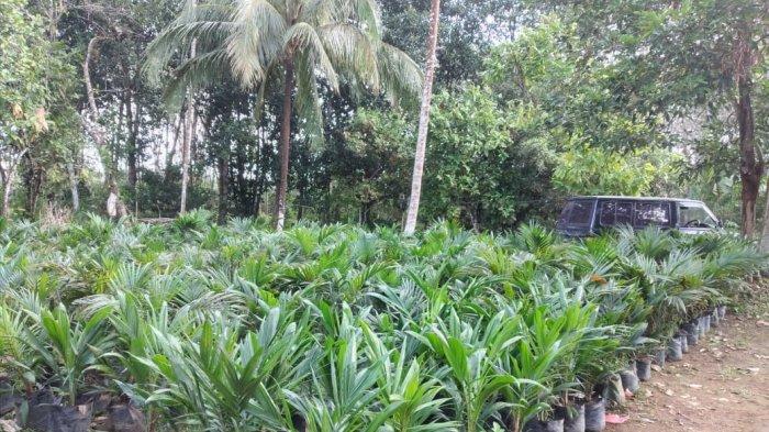 Harga TBS Sawit Tembus Rp2.000 per Kg, Petani Berlomba Perluas Kebun, Penangkar Bibit Kewalahan