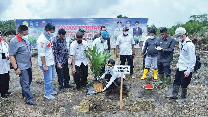 Penanaman Perdana dan Panen Kelapa Sawit, Bupati Bangka Ingin Tingkatkan Produktivitas Sawit Rakyat