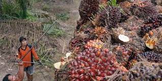 BPDPKS Ajak UMKM Manfaatkan Minyak Sawit Sebagai Bahan Industri Batik