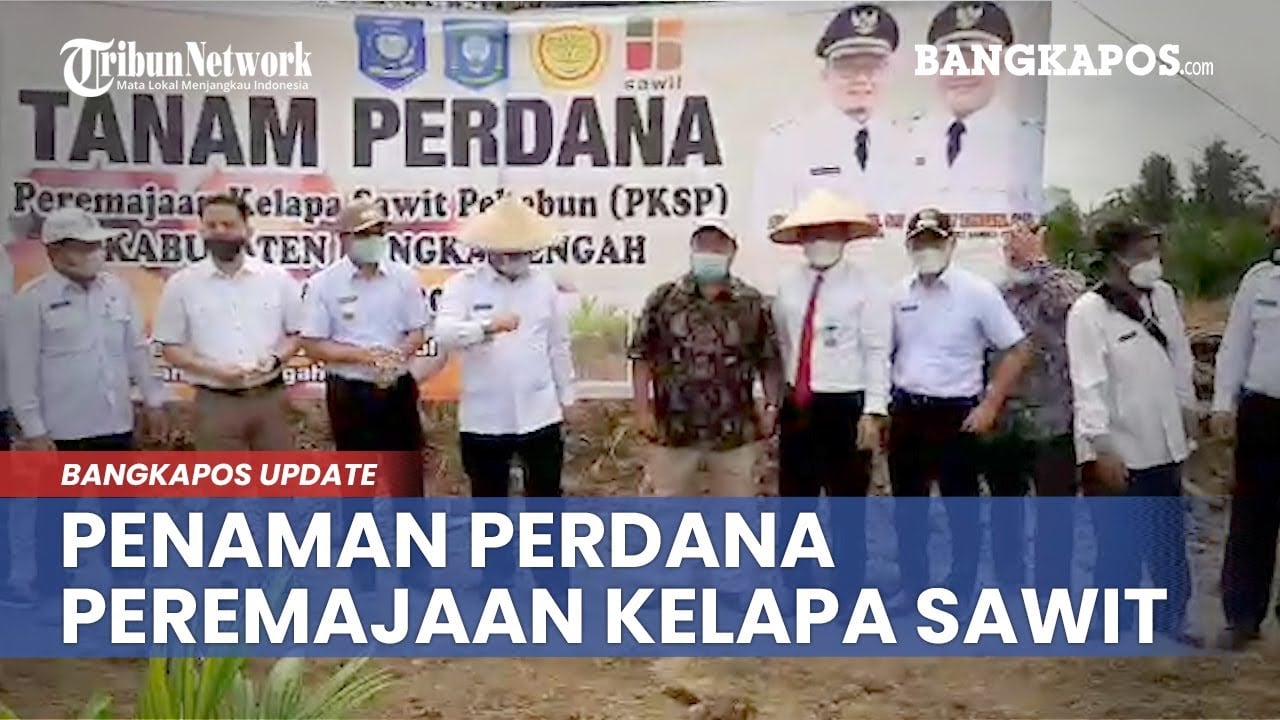 Gubernur dan Bupati Bangka Tengah Lakukan Penaman Perdana Peremajaan Kelapa Sawit