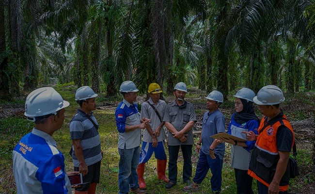 Mendorong Petani Sawit Swadaya Terapkan Praktik Minyak Sawit Berkelanjutan