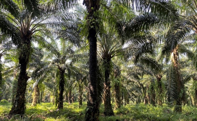 Perkuat Tata Kelola Sawit, KSP Dukung Inpres Moratorium Sawit Diperpanjang