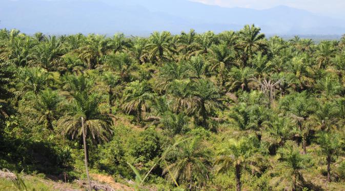 Industri Sawit Jaga Keseimbangan Sosial, Ekonomi, dan Lingkungan