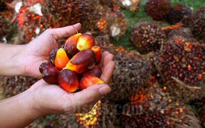 Minyak Nabati Diprediksi Stabil pada Semester I