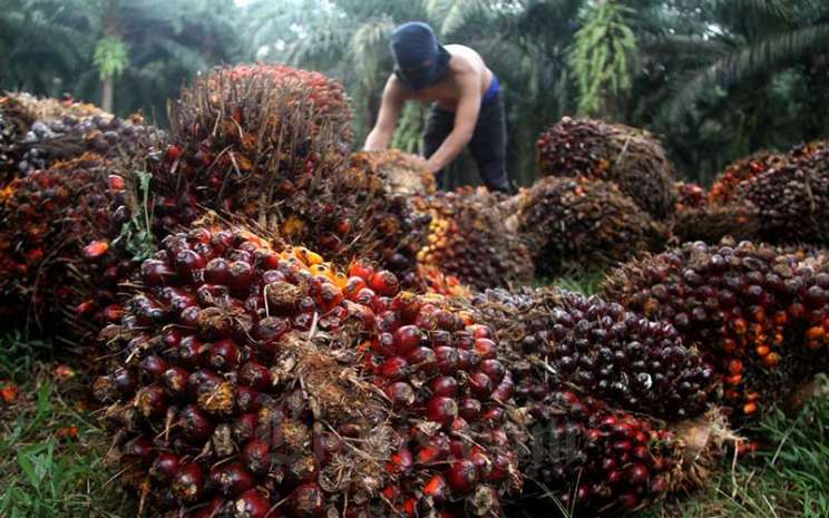 Konsumsi Selama Ramadan Naik, Jumlah Stok CPO Indonesia Diprediksi Makin Menipis