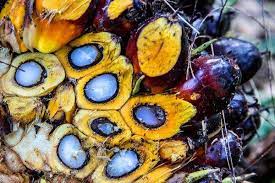 Stok CPO Indonesia Turun