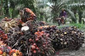 BPDPKS-Kemenkop UKM rancang strategi UKMK berbasis sawit