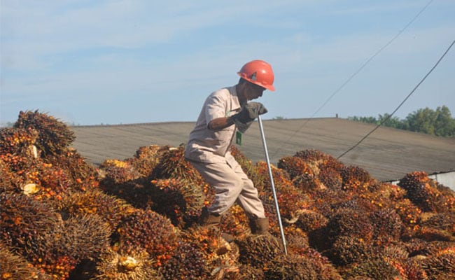 Harga TBS Sawit Sumut Periode 21-27 April 20201 Naik Rp 39,55/Kg