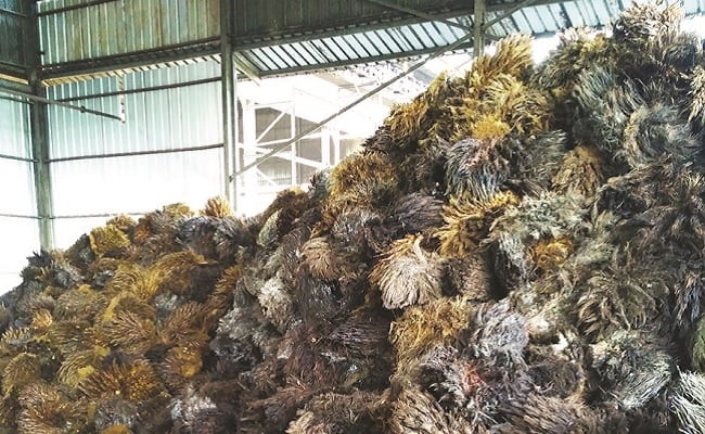 Jepang Butuh 40 Ribu ton per Bulan Pelet Tandan Kosong Sawit