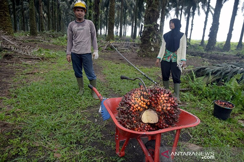 Industri sawit entaskan 1,3 juta masyarakat pedesaan dari kemiskinan