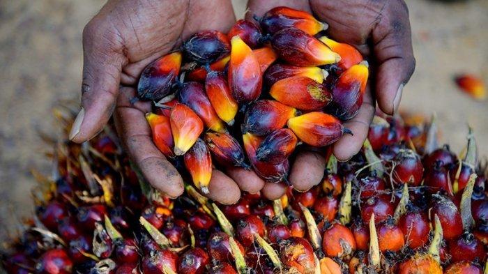 Industri Sawit Berkontribusi Kurangi Angka Kemiskinan Masyarakat di Sabang Sampai Merauke