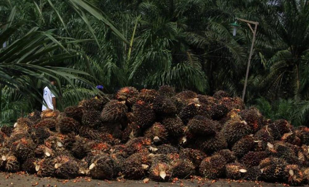 KELAPA SAWIT PUNYA ANDIL BESAR
