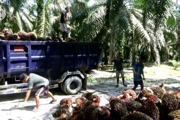 Transparansi ISPO Atasi Kelebihan Produksi Sawit
