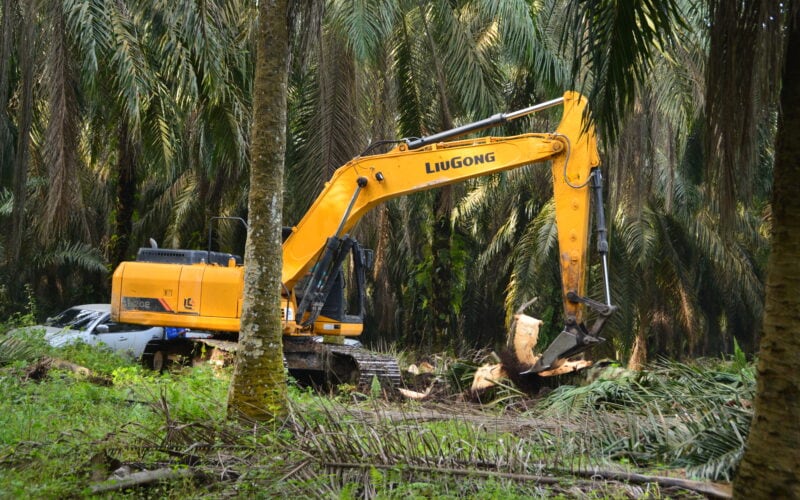 Cipta Kerja dan Masa Depan Sawit