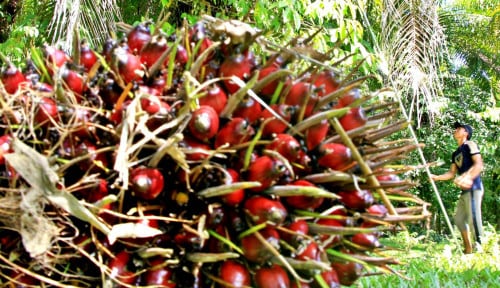 Lewati Pekan II Mei 2021, Harga CPO Terus Melambung