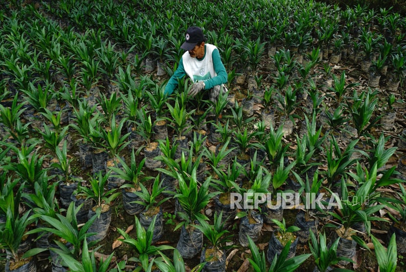 Industri Sawit Minta Kepastian Revisi Pungutan Ekspor