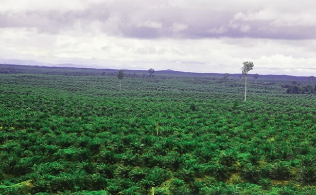 Bangun Kebun Energi Berbasis Sawit Rakyat
