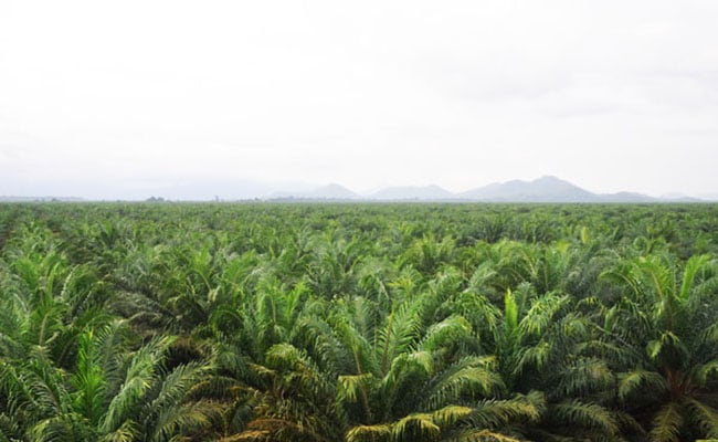 Sulawesi Barat Susun Rencana Aksi Daerah Perkebunan Kelapa Sawit Berkelanjutan