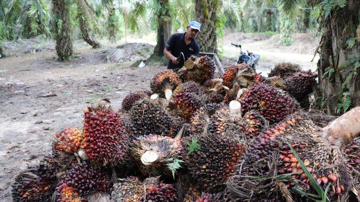 Berkontribusi Bagi Perekonomian, Pemerintah Harus Lindungi Sawit dari Kampanye Hitam NGO Asing