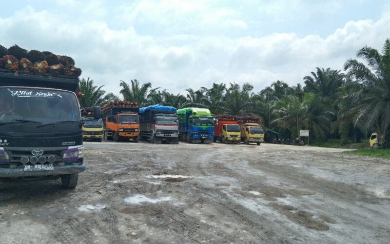 Dihadang Kampanye Hitam, Sawit Tetap Berkontribusi Bagi Pembangunan