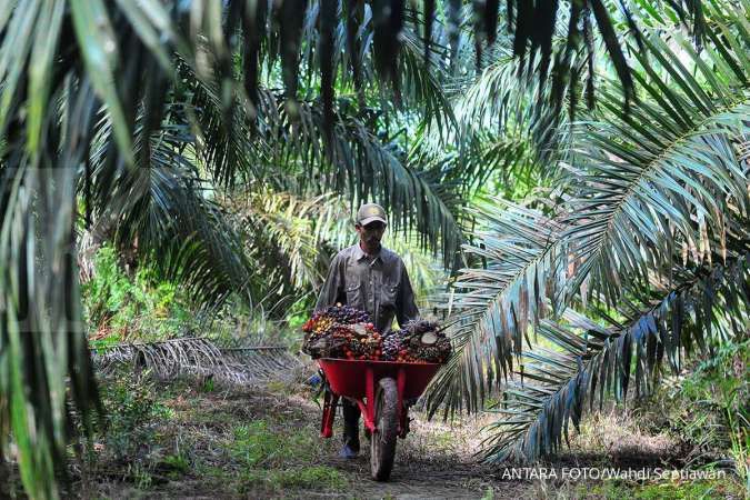 DMSI sebut moratorium sawit penting untuk kejelasan jaminan berusaha